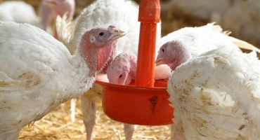 Jak a čím krmit krůty: výběr správné stravy